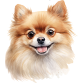 Akwarelowy pies Pomeranian