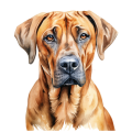 Akwarelowy pies Rhodesian Ridgeback