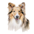 Akwarelowy pies Shetland Sheepdog