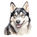Akwarelowy pies Siberian Husky