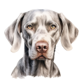 Akwarelowy pies Weimaraner