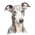 Akwarelowy pies Whippet