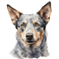 Akwarelowy pies Australian Cattle Dog
