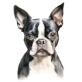 Akwarelowy pies Boston Terrier