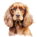 Akwarelowy pies Cocker Spaniel