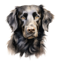 Akwarelowy pies Flat-Coated Retriever