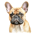 Akwarelowy pies French Bulldog