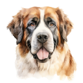 Akwarelowy pies Saint Bernard