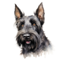 Akwarelowy pies Scottish Terrier
