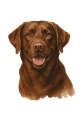 Akwarelowy pies labrador czekoladowy