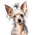 Akwarelowy pies Chinese Crested