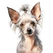 Akwarelowy pies Chinese Crested