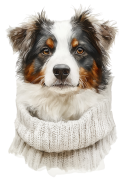 Australian Shepherd.png