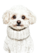Bichon Frise.png