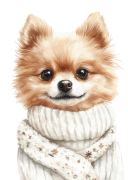Pomeranian.png