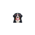 berneńczyk.png