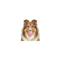 collie.png