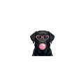 labrador czarny.png
