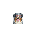 owczarek australijski.png