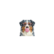 owczarek australijski.png