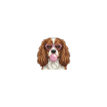 cavalier