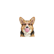 corgi.png