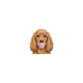 cocker spaniel