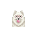 samoyed