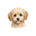 Grafika Maltipoo