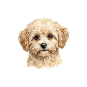 Grafika Maltipoo