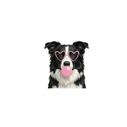 border collie.png