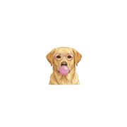 labrador.png