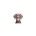 weimarski.png