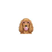 cocker spaniel
