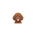 pudel