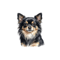 Grafika chihuahua długo włosa