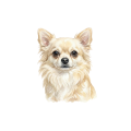 Grafika chihuahua kremowa