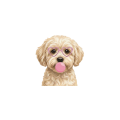 maltipoo.png