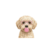 maltipoo.png