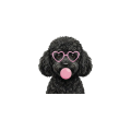 czarny pudel.png