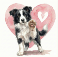 piesek na serduszku border collie