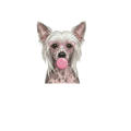 Grzywacz chiński.png