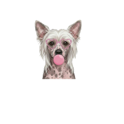 Grzywacz chiński.png