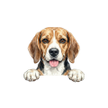 Beagle.png