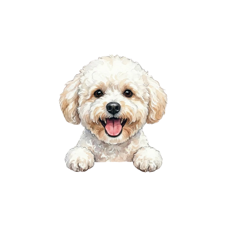 Bichon.png