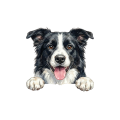 border collie.png