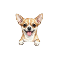 chihuahua.png