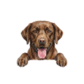 labrador czekoladowy.png