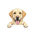 Labrador.png