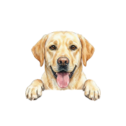 Labrador.png